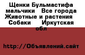 Щенки Бульмастифа мальчики - Все города Животные и растения » Собаки   . Иркутская обл.